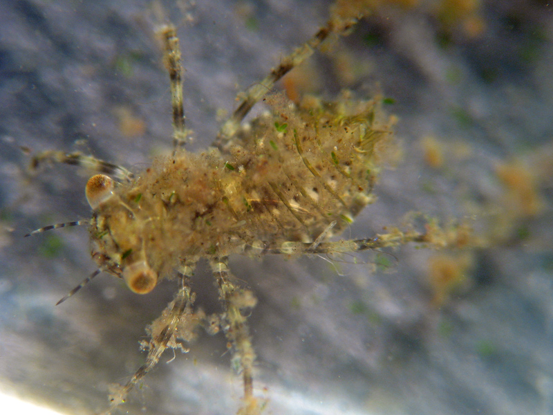 Larva di Anisottero - Crocothemis erythraea